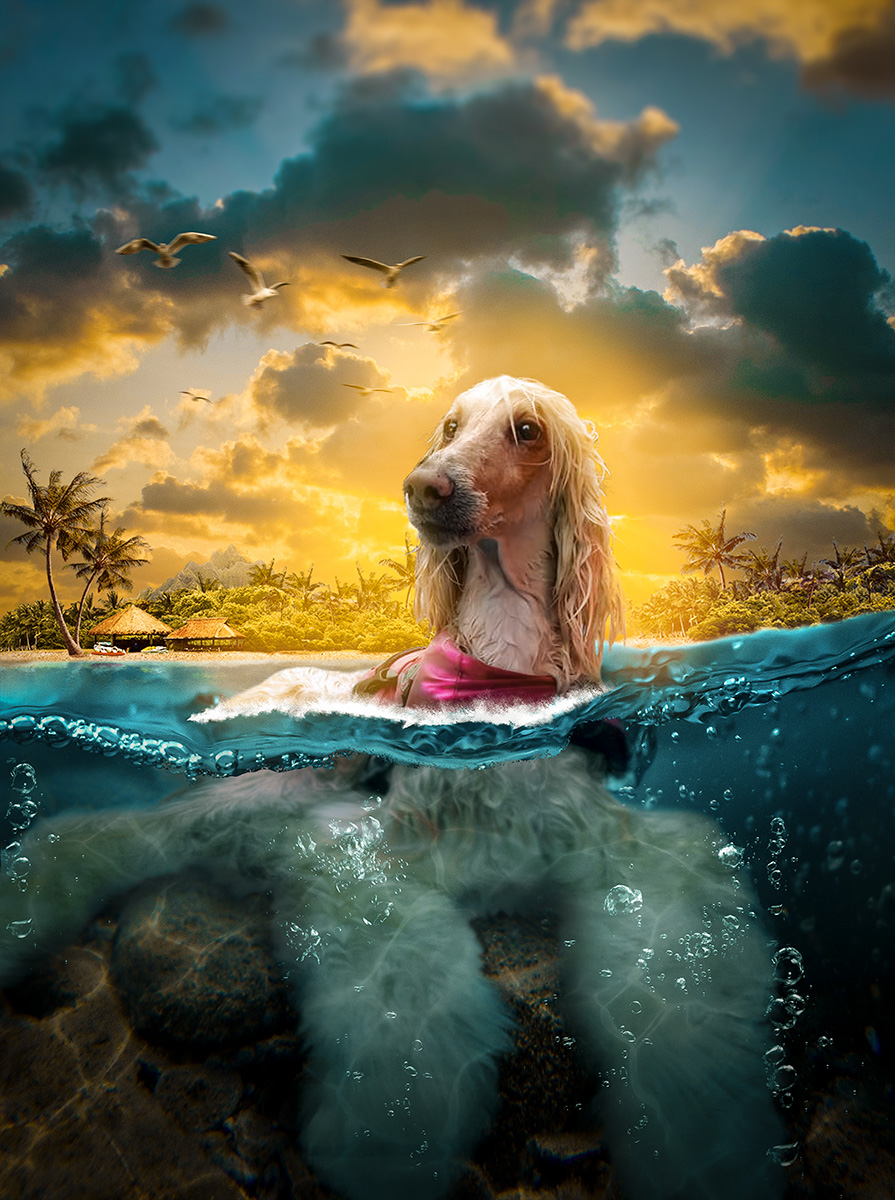 Perro en el mar